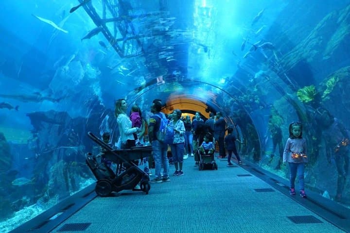 Dubai Frame & Dubai Mall Aquarium Combo: Skyline Views and Underwater Wonders photo 4