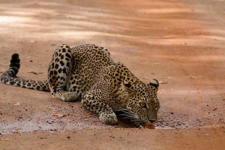 10-Day Sri Lanka Beach Circuit: Arugam Bay, Pasikudah & Pigeon Island photo 4