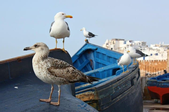 Essaouira Day Trip from Agadir: Private Coastal Tour to the Port and Medina photo 2