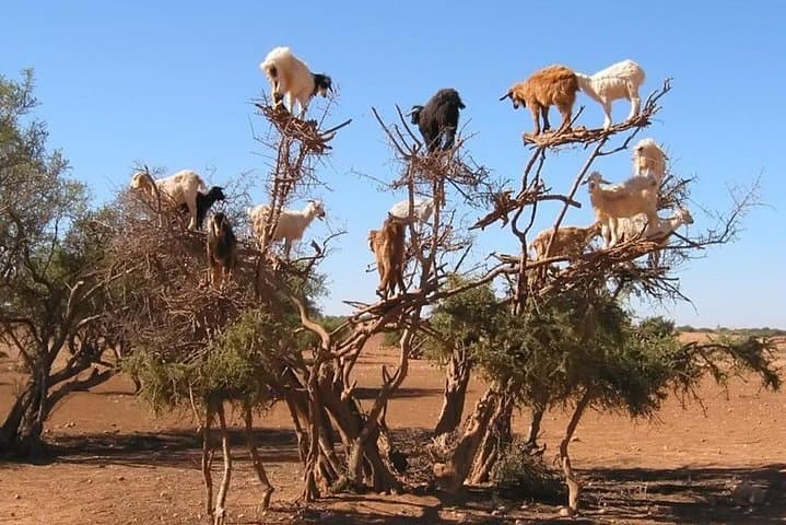 Essaouira Day Trip from Agadir: Private Coastal Tour to the Port and Medina photo 5