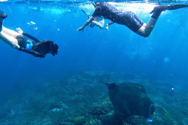 Nusa Penida Manta Point: Day Dives to See Manta Rays and Crystal Bay photo 5