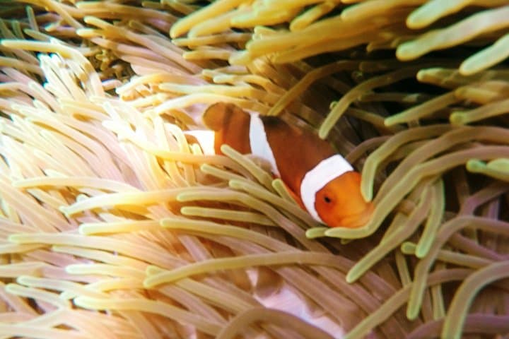 Padang Bai Blue Lagoon Snorkeling Day Trip photo 5