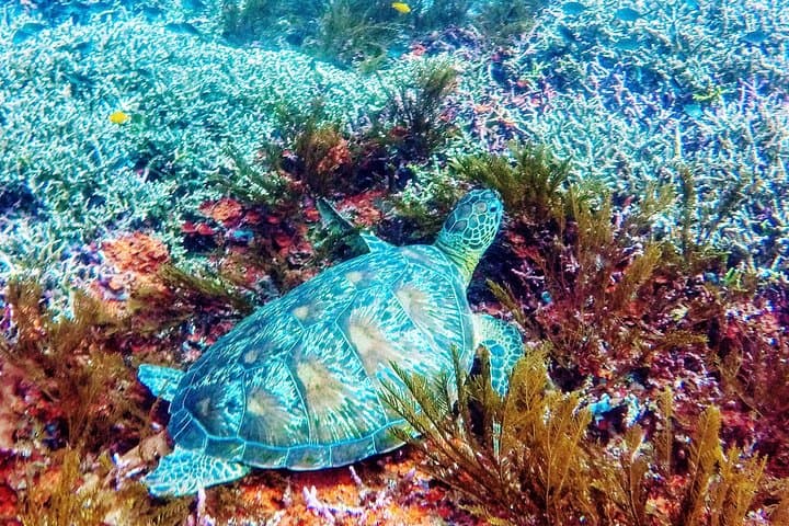 Padang Bai Blue Lagoon Snorkeling Day Trip photo 3