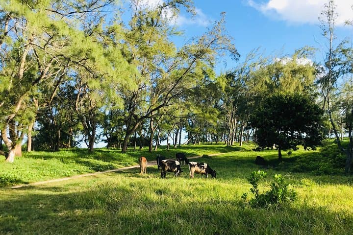 South Mauritius 35km Quad Excursion — Beaches, Natural Bridge & Royal Palms photo 5