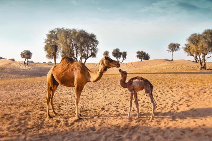 Royal Private Desert Safari: Exclusive SUV Sunset Dune Experience in Dubai photo 5