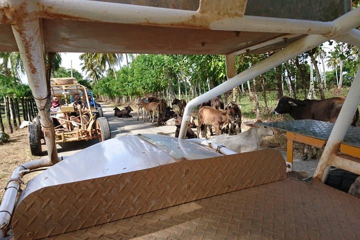Thrilling Dune Buggy Adventure through the Dominican Countryside photo 5