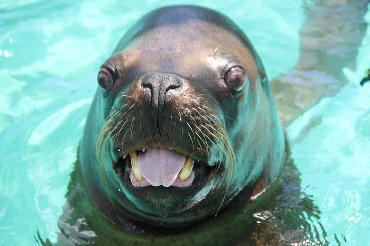 Coral World Ocean Park: Undersea Observatory, Marine Encounters & Coki Beach Access photo 4