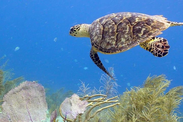 Coral World Ocean Park: Undersea Observatory, Marine Encounters & Coki Beach Access photo 6