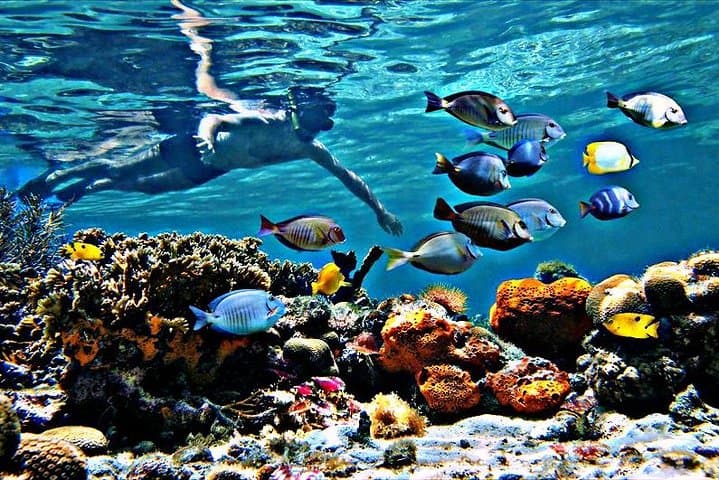 Lauderdale-by-the-Sea Reef Snorkel & Ocean Paddle Adventure photo 4