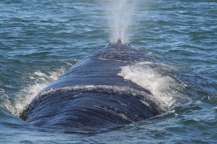 Private Whale Watching Tour from Cape Town to Hermanus (July–November)