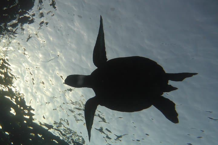 Makena Underwater Scooter Dive — DPV Shore Dive for Certified Divers photo 2