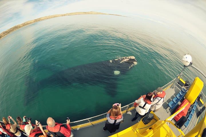 Submarine Whale Watching in Puerto Piramides — Panoramic Views of Peninsula Valdés