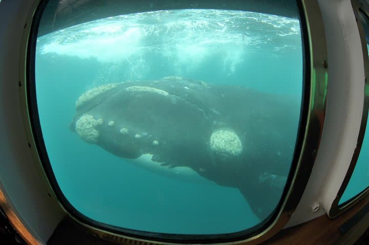 Submarine Whale Watching in Puerto Piramides — Panoramic Views of Peninsula Valdés photo 3