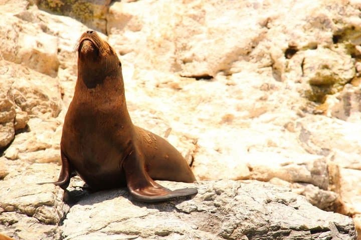Cabo San Lucas Private Sightseeing Cruise to Land's End (El Arco) photo 5