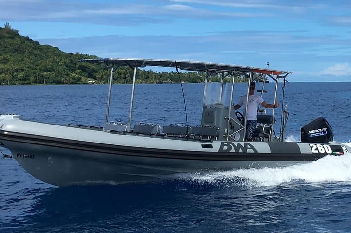 Bora Bora Whale Watching: Swim with Humpback Whales on a Private Inflatable Boat photo 5