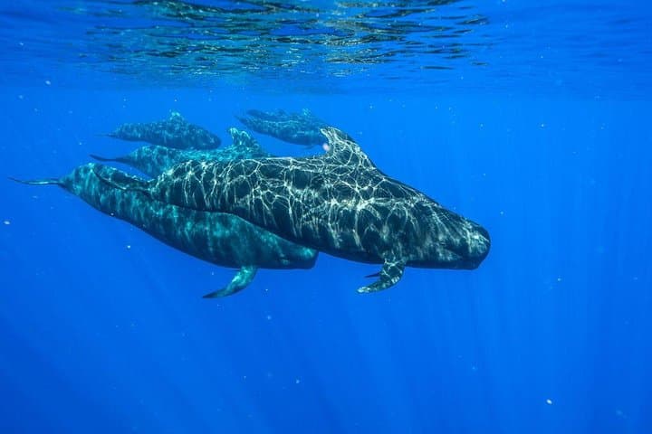 Private Whale Watching in Bora Bora — Swim with Humpbacks & Hydrophone Experience photo 5