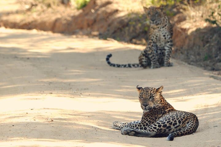 Yala National Park Private Safari from Shangri‑La Hambantota: Leopard Tracking & Wildlife Drive photo 2