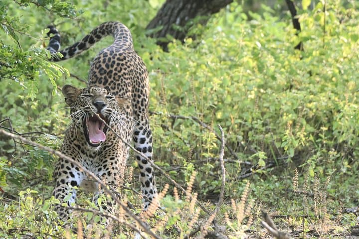 Yala National Park Private Safari from Shangri‑La Hambantota: Leopard Tracking & Wildlife Drive photo 3
