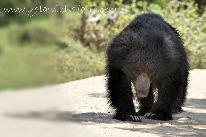 Yala National Park Private Safari from Shangri‑La Hambantota: Leopard Tracking & Wildlife Drive photo 4