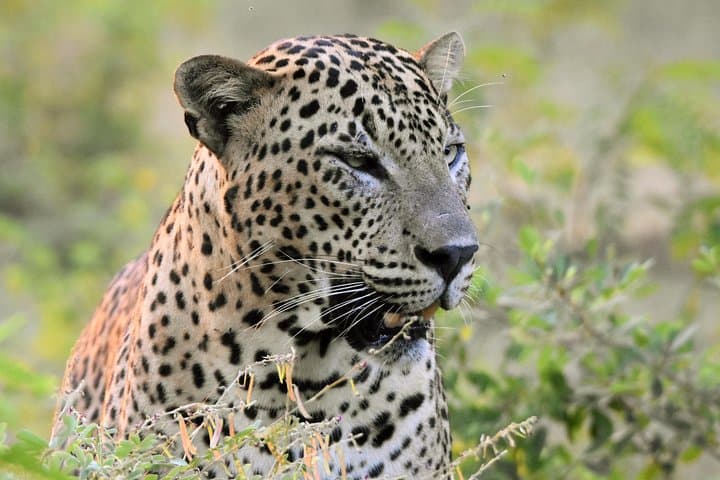 Yala National Park Private Safari from Shangri‑La Hambantota: Leopard Tracking & Wildlife Drive photo 1