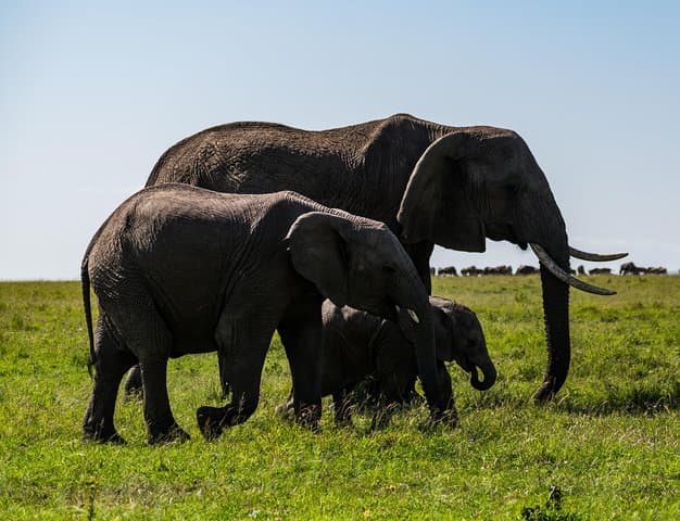 7-Day Safari Adventure: Samburu Game Reserve and Maasai Mara Wildlife Experience photo 2