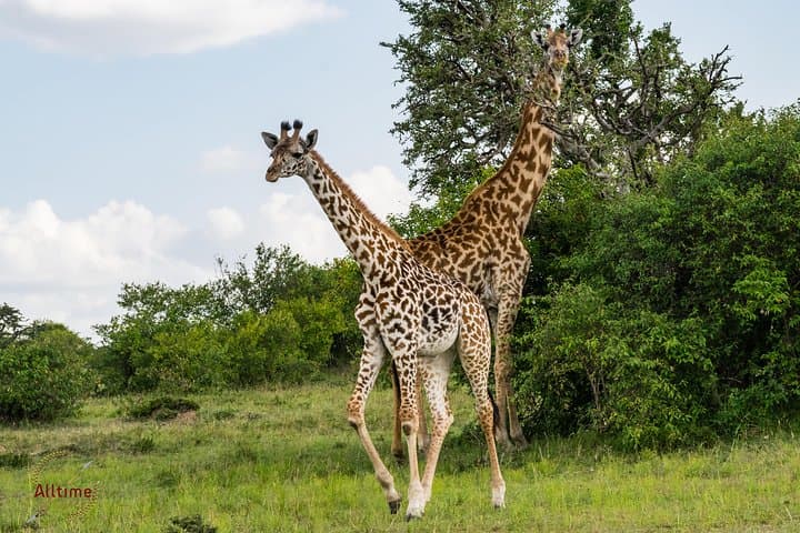7-Day Safari Adventure: Samburu Game Reserve and Maasai Mara Wildlife Experience photo 3