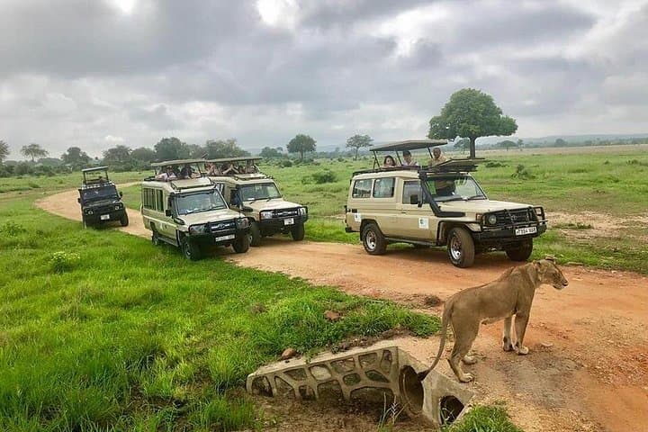 3-Day Mikumi Safari: 2 Nights Game Drives from Dar es Salaam photo 2