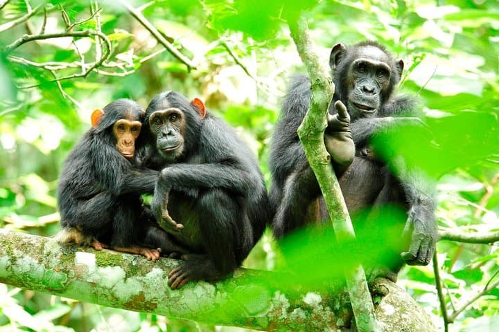 Kibale National Park Chimpanzee Tracking — 1-Day Primate Safari from Fort Portal