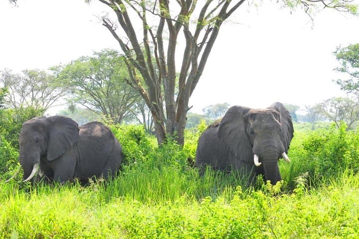4-Day Queen Elizabeth Safari & Crater Lake Hike from Kampala photo 2