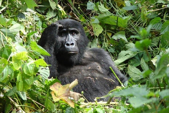 6-Day Gorilla Trekking and Wildlife Safari in Bwindi & Queen Elizabeth, Uganda photo 1