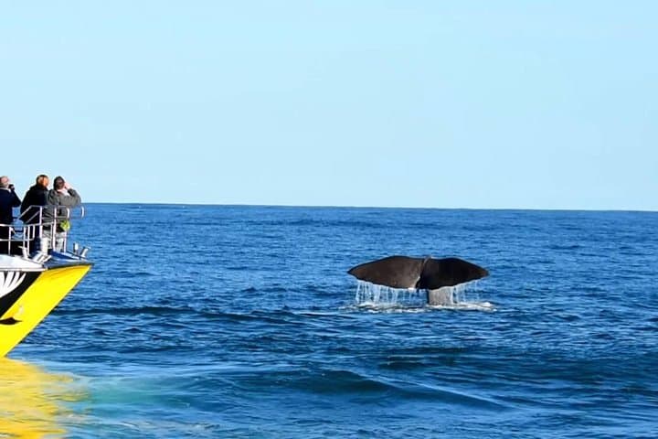 Kaikoura Whale and Dolphin Overnight Tour from Christchurch photo 4