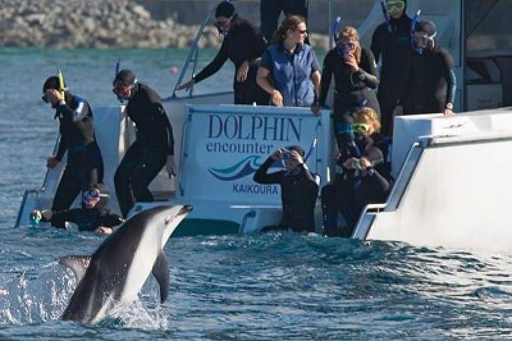 Kaikoura Whale and Dolphin Overnight Tour from Christchurch