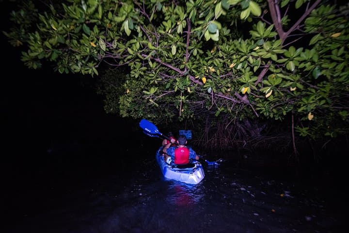 El Yunque Rainforest Hike and Laguna Grande Bioluminescent Bay Kayak Combo photo 4