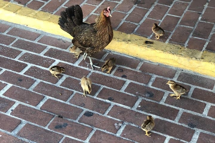 Southernmost Key West Walking Tour — History, Culture & Southernmost Point Experience photo 4