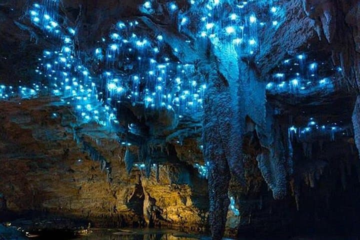 Sanctuary Mountain & Waitomo Luxury Day Tour — Glowworms, Native Wildlife & Waikato Views photo 4