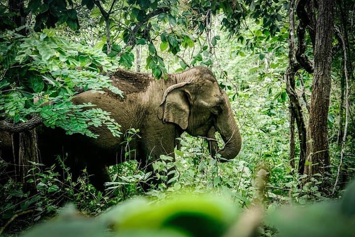 Kindred Spirit Elephant Sanctuary: 2-Day Ethical Homestay near Chiang Mai photo 5