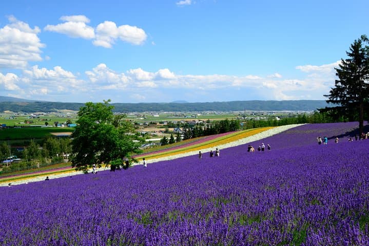 Furano Lavender Fields & Blue Pond Day Tour from Sapporo — Practical Guide photo 6