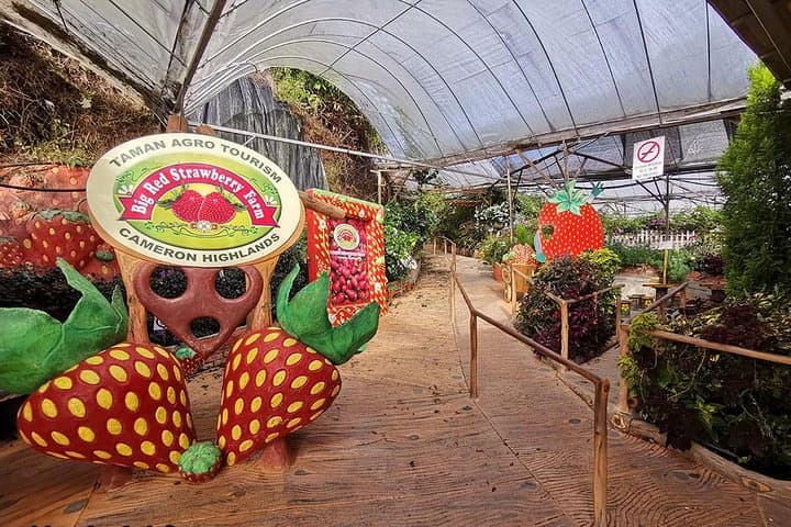 Cameron Highlands & Batu Caves: Full-Day Highlands and Temple Tour from Kuala Lumpur photo 6