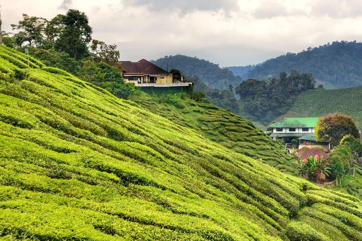 Cameron Highlands Full-Day Tea, Waterfall & Strawberry Farm Tour photo 2