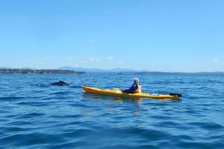 Sea Kayak Whale Watching in Batemans Bay Marine Park