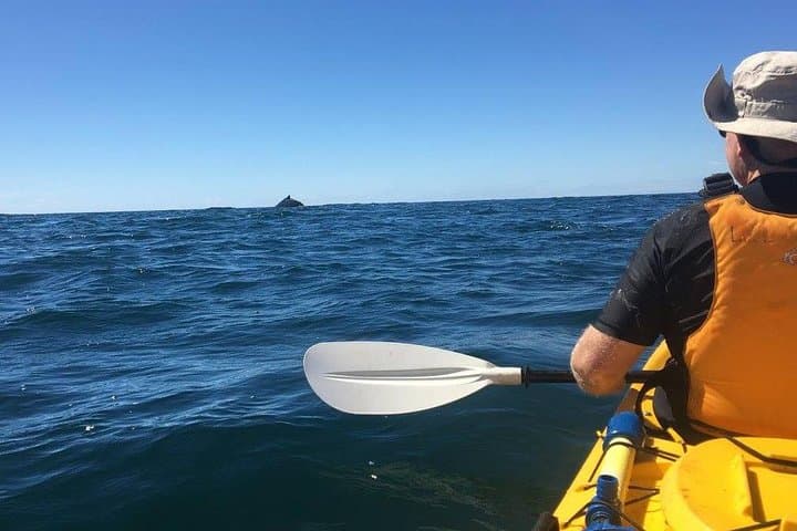 Sea Kayak Whale Watching in Batemans Bay Marine Park photo 4