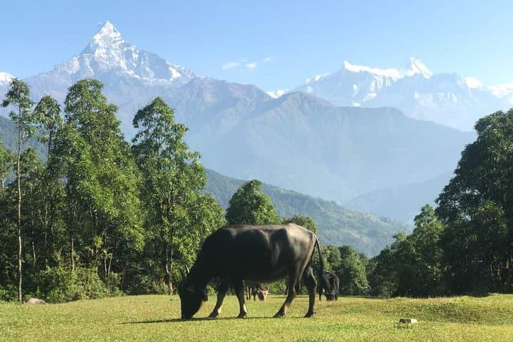 Australian Camp Trek from Pokhara — 2-Day Dhampus Sunrise & Mountain Panorama photo 2