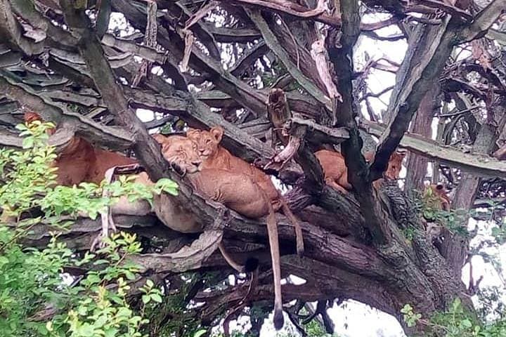 4-Day Queen Elizabeth Safari & Crater Lake Hike from Kampala