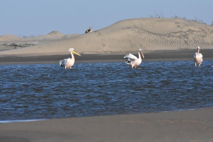 Sandwich Harbour Dune and Seal Drive — Walvis Bay Flamingos & Seal Colony photo 4