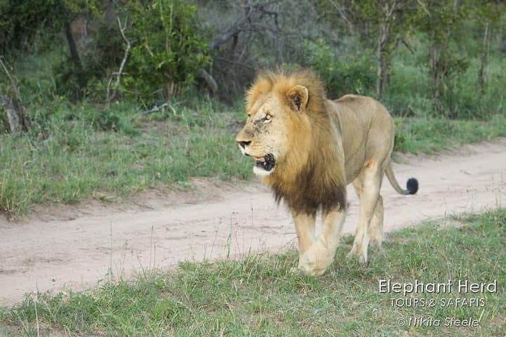 Kruger Morning Game Drive from Hazyview — Sunrise Big Five Safari photo 4