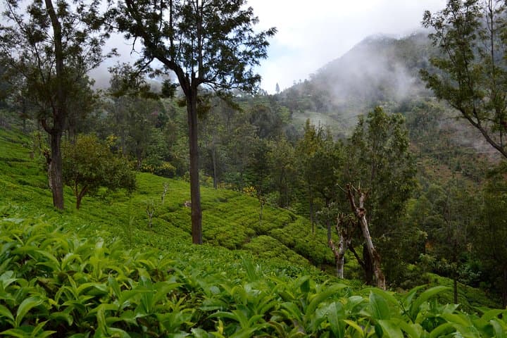 Ella Nature Trekking Tour: Little Adam's Peak, Ella Rock & Ravana Falls photo 4