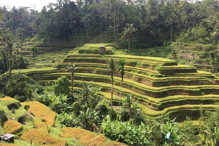 Balinese Life Style Tour: Ubud Rice Terraces, Tirta Empul & Mount Batur Day Trip photo 6