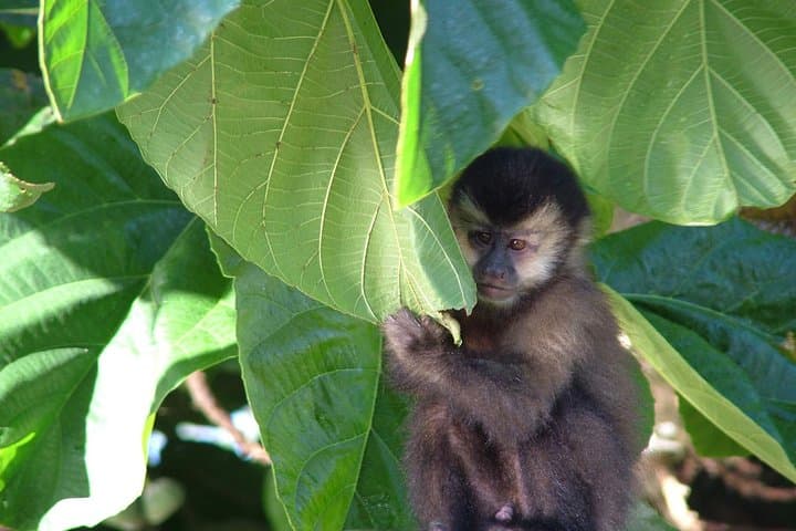 Overnight Iguazú Falls from Puerto Iguazú — Argentine-Side Waterfall Adventure photo 5