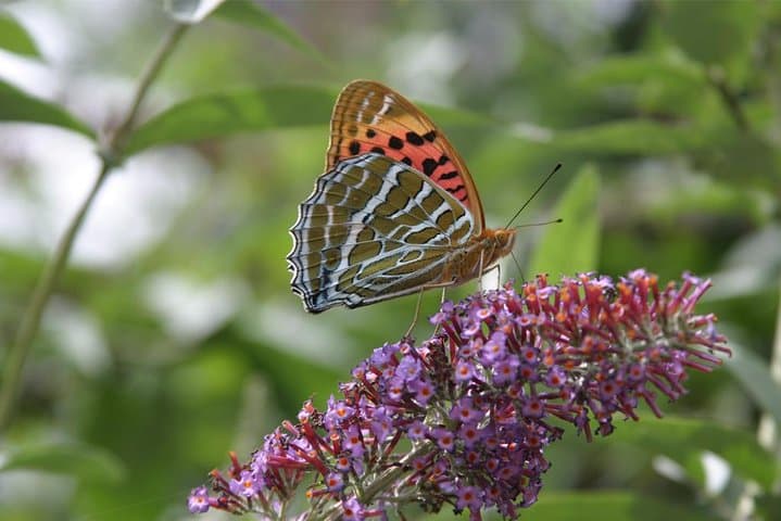 Bhutan Flora Tour: Guided Botanical Journey Through the Himalaya