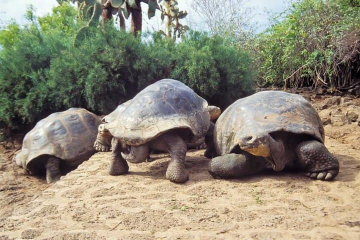 6-Day Galapagos Adventure: Santa Cruz & Isabela Islands photo 2